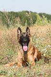 MALINOIS 233